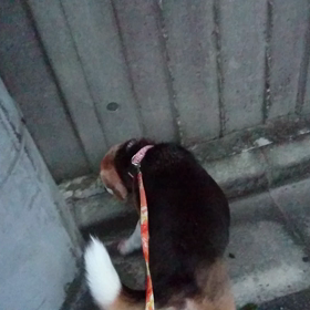 のんひり散歩からのの画像