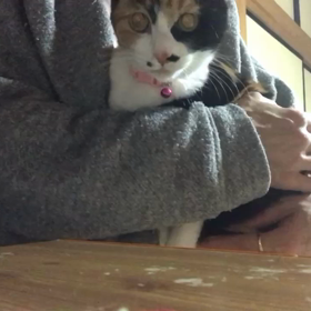 マリンちゃん、甘えん坊タイム❤️の画像