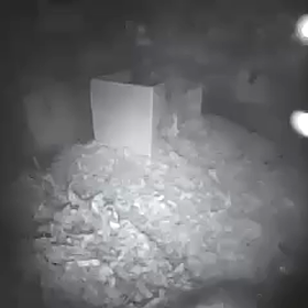 レンくん頑張る！の画像