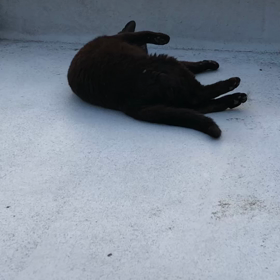 はじめまして、私、黒猫のクロちゃんの画像