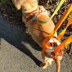 所得制限設けて欲しいなの画像