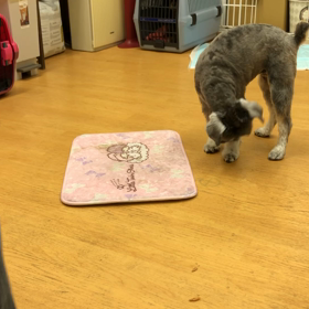 ビビ編②の画像