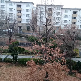 雪です❄の画像