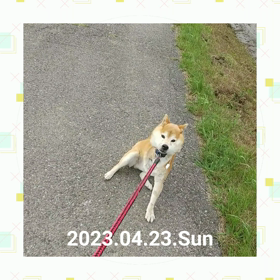 「太郎、大好きなモグラ探し再開❢」のお話の画像