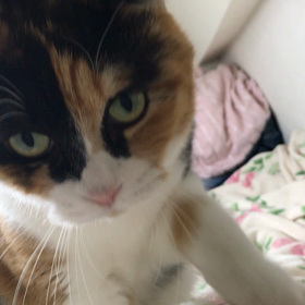 おやくそくの…の画像