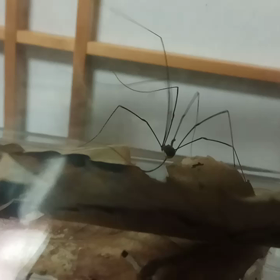 これはクモですか?の画像