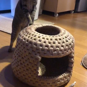 モコとヒメと猫ちぐらの画像