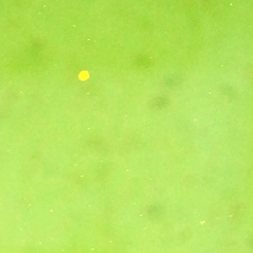 ミジンコの画像