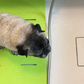 パグのタライイン。の画像