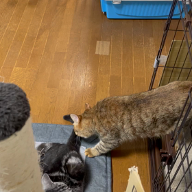 ティさんと愉快なシッポ達の画像