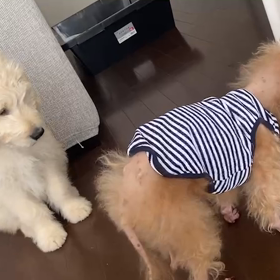 先住犬じいじとの日々の画像