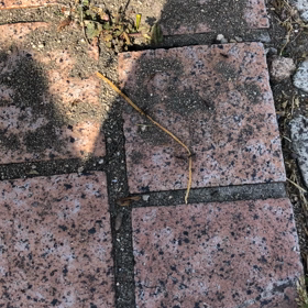 頑張るアリさん！の画像