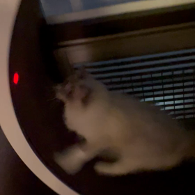 走り回るニャンコの画像