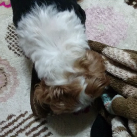 夜は雪になるのかな？の画像