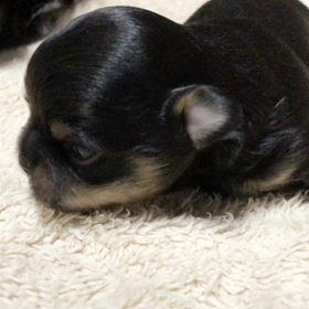 ずりばいの画像