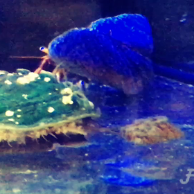 プレコフードを食べるアワビの画像