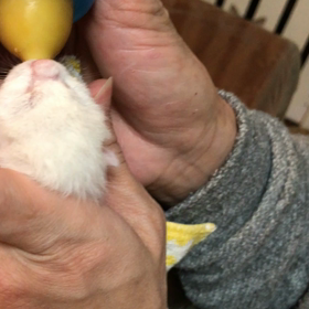 永い眠りについたつくしベビーの画像