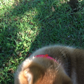 モーニングブリブリの画像