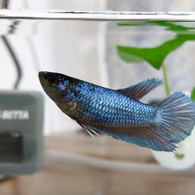 泳ぎ方が超可愛いスカイちゃんの画像