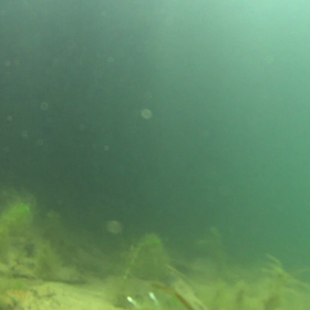 水中動画スポーニング編の画像