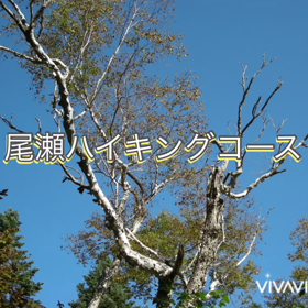 心は自由に青空を駆け巡るの画像