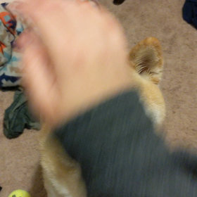 頭を撫でようとすると【スッ.....】の画像