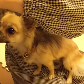 眼軟膏の正しい塗り方  コタロ編の画像