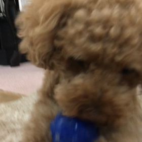 ボール遊びの画像