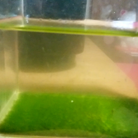 ビックリ！(ﾟoﾟ)/の画像