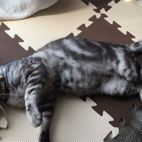 保護ねこ1週間目の画像