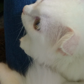 ゴロゴロ喉をならすの画像