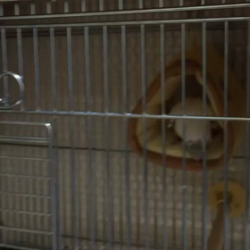 バードテントの画像