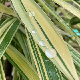 介護記録８１（母さんの根性）の画像