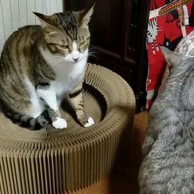 サークル♪の画像