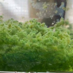 1cmいったー！の画像