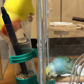 ぴぃちゃんとメーテルの共同作業！の画像