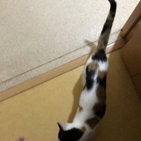 私には聞こえる！の画像