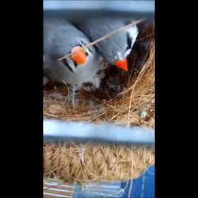 雛の餌やりの画像