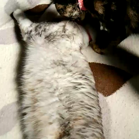 チョッとだけでした！の画像