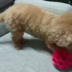 まったりモカの画像