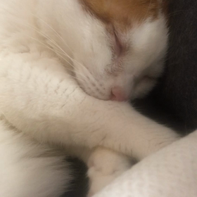 ちゅっちゅっ♪の画像