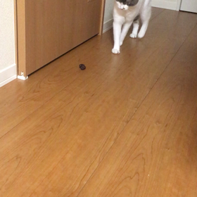 茶色の塊の画像