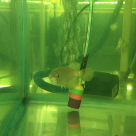 ノーザンショートの画像