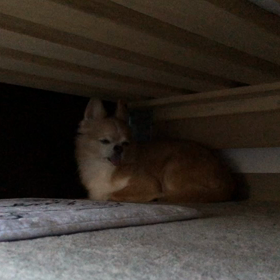 わが家のわんこの画像