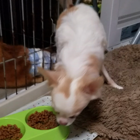 ご飯の食べ方の画像