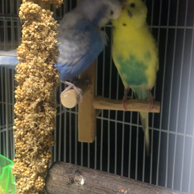 仲良しコンビ動画の画像