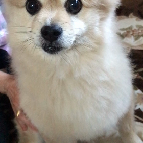 アトム首をかしげるの画像