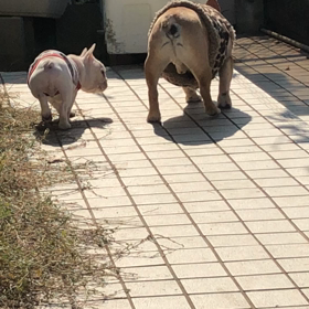 今日のふみ君  ふみ君のマイブームの画像