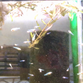 生後25日目の画像