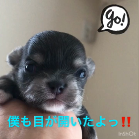 ブルータンホワイトおメメ開きました✨の画像